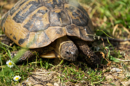 African spurred tortoise (Geochelone sulcata)の写真素材