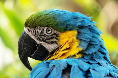 Portrait of Blue and Gold Macaw (Ara ararauna)の写真素材