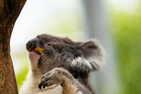 Koala in a tree eating a piece of apple, Australia.の写真素材