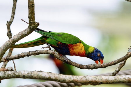 Rainbow Lorikeet (Trichoglossus haematodus) sitting on a branch