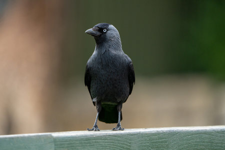 Jackdaw, Corvus monedula, single bird on fence, UKの写真素材