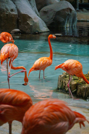 Flamingos at the zoo in the city of Abu Dhabiの写真素材