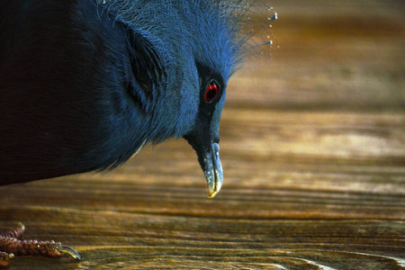 Close-up of a blue crowned pigeon, highlighting its vibrant blue plumage, striking red eyes, and...