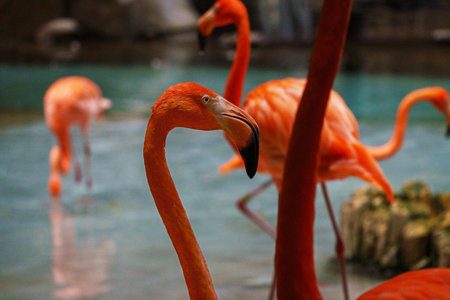 Flamingos at the zoo in the city of Abu Dhabiの写真素材