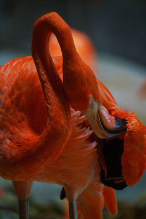 flamingo in a zoo, closeup of head and neckの写真素材