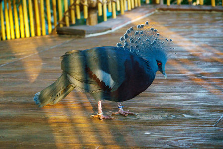 Close-up of a blue crowned pigeon, highlighting its vibrant blue plumage, striking red eyes, and intricate lacy crest.の写真素材