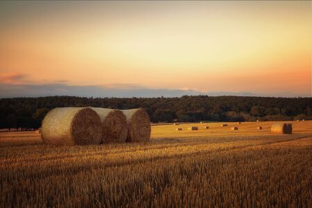Cereal rolls on an agricultural field.の写真素材