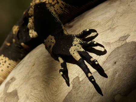 Close up of a lizard foot on a treeの写真素材