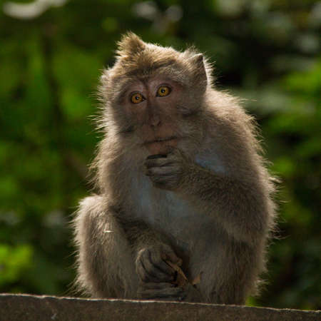Macaque monkey portrait sitting