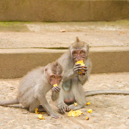 Macaque monkey portrait eatingの写真素材