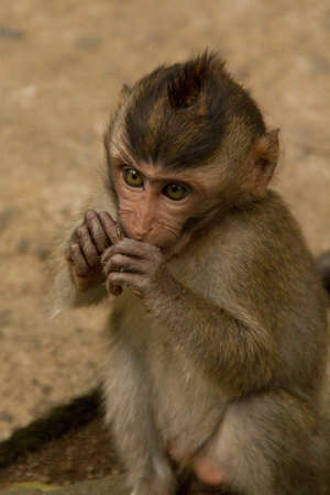 Macaque monkey portrait sitting
