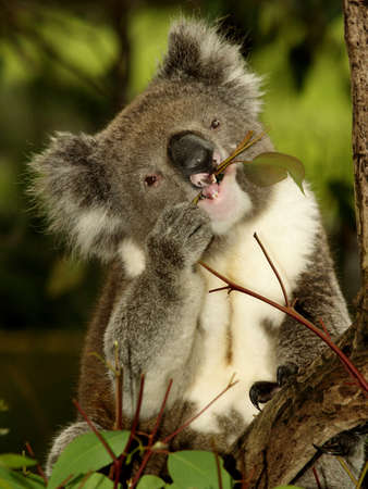 Koala sitting in an Eucalyptus Tree, Australia, Close Up  の写真素材