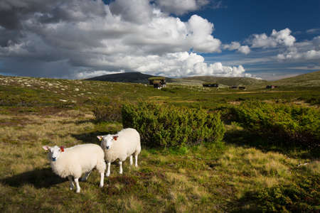 Sheep in landscape of Norwayの写真素材
