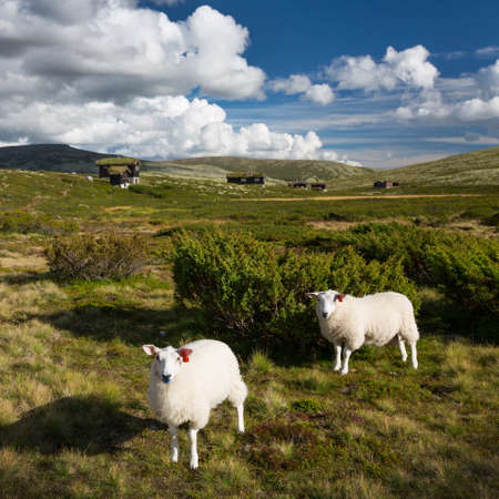 Sheep in landscape of Norwayの写真素材