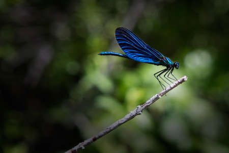 Blue dragonfly on branchの写真素材