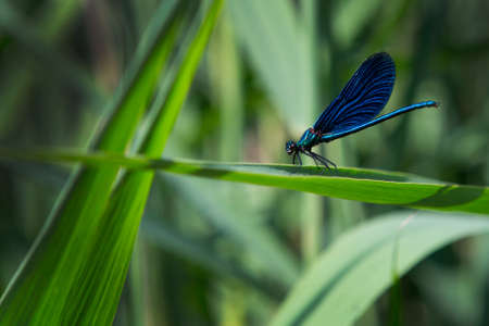 Blue dragonfly on leafの写真素材