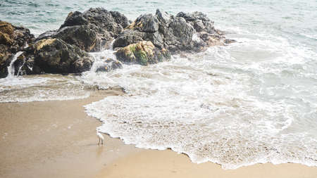 Heron walking along the beach in summerの写真素材