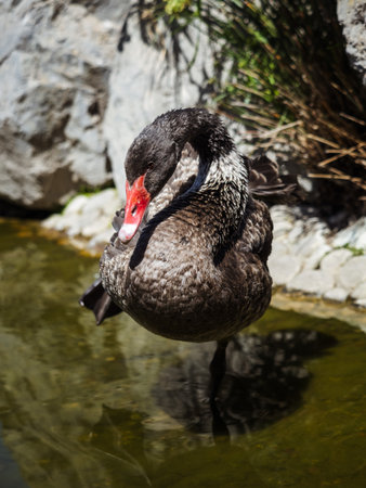 A black swan is standing in a body of water. The swan is looking at the cameraの写真素材