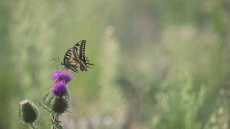 Melitaea butterflyの写真素材