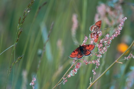 Melitaea butterfliesの写真素材