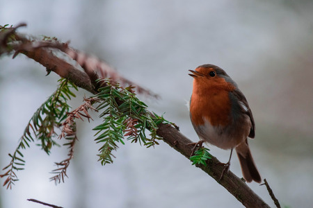 Singing robin on branchの写真素材