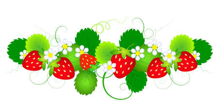 strawberry with leafs and flowers an a white backgrowndのイラスト素材