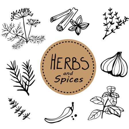 Hand drawn vintage illustration  herbs and spicesのイラスト素材