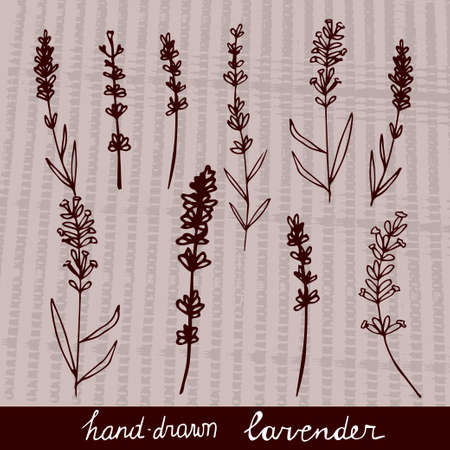 Hand drawn lavander set monochrome on light backgroundのイラスト素材