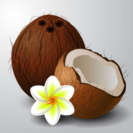 Coconut tropical nut fruit with cut vector illustration isolated white background with tropical flower plumeriaのイラスト素材
