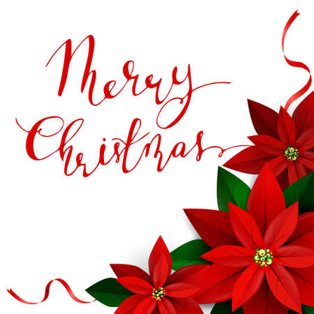 Christmas decoration on white Poinsettia with ribbons with handwritten Merry Christmas Vectorのイラスト素材