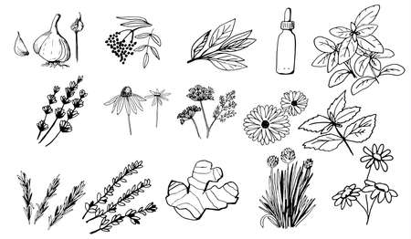 Herbs and medicinal plants collection in hand drawn isolated objects on white background.のイラスト素材
