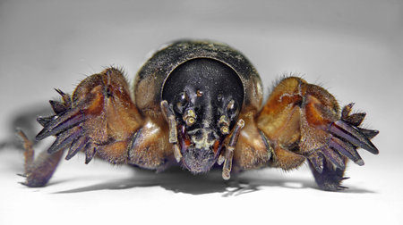 High-resolution macro photograph of a mole cricket (Gryllotalpa gryllotalpa), a subterranean insect...
