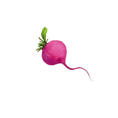 Small radish without leaves, watercolor drawing on a white background, isolated, watercolor...