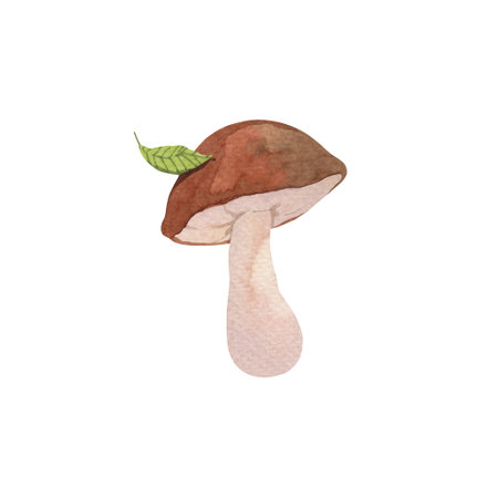 White mushroom painted with watercolorの写真素材