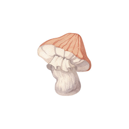 Watercolor illustration of a mushroom with a soft orange capの写真素材
