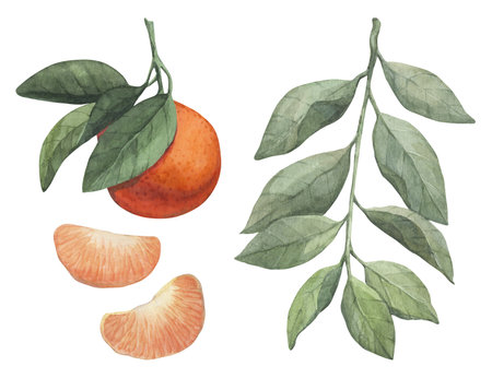 Beautiful watercolor set of illustrations with tangerinesの写真素材