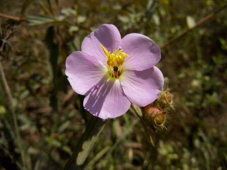 Osbeckia sp. plant of the family Melastomataceaeの写真素材