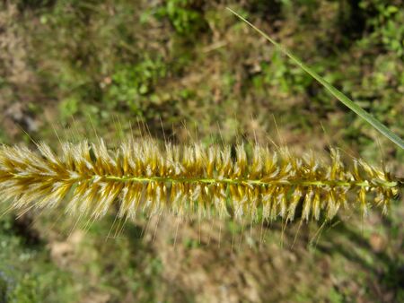 Closeup Spike of a grass with flowersの写真素材