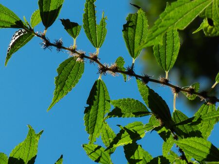 Closeup Pic of a branch of treeの写真素材