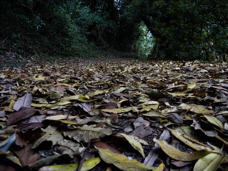Fallen leaves on forest floorの写真素材