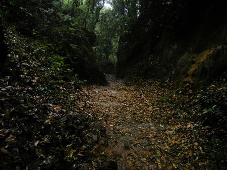 Beautiful forest scenery in the woodsの写真素材