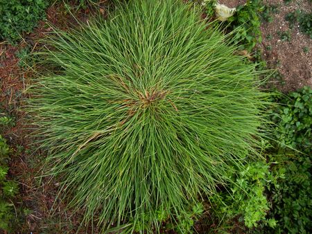 tufted round whorled grass in the ground, forestの写真素材