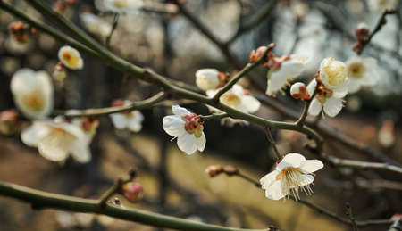 Plum blossoms in Seoulの写真素材