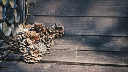 Pine cone in Chuncheon, Koreaの写真素材