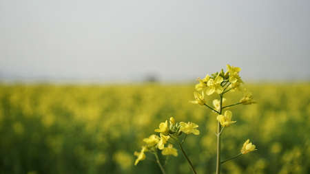 Rapeseed flower in Busanの写真素材