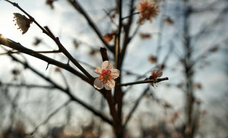 plum blossomの写真素材