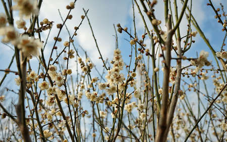 plum blossomの写真素材