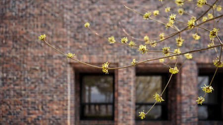 Yellow flowersの写真素材