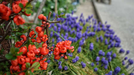 Flowersの写真素材