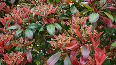 Flowers in Japanの写真素材